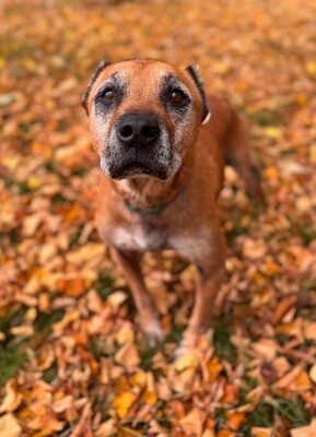 Elmo , ein toller Senior sucht seine Seniorenresidenz, Mischling - Rüde