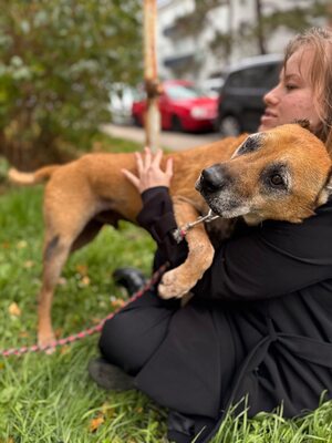 Elmo , ein toller Senior sucht seine Seniorenresidenz, Mischling - Rüde