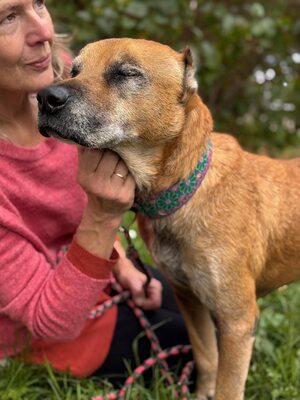 Elmo , ein toller Senior sucht seine Seniorenresidenz, Mischling - Rüde