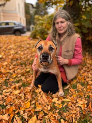 Elmo , ein toller Senior sucht seine Seniorenresidenz, Mischling - Rüde