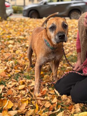 Elmo , ein toller Senior sucht seine Seniorenresidenz, Mischling - Rüde
