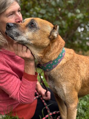 Elmo , ein toller Senior sucht seine Seniorenresidenz, Mischling - Rüde