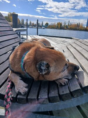 Elmo , ein toller Senior sucht seine Seniorenresidenz, Mischling - Rüde