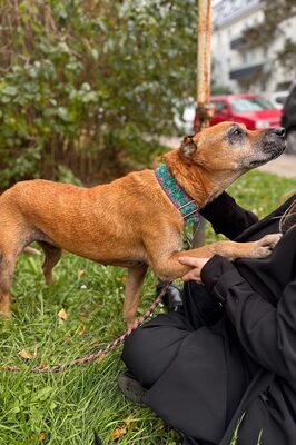 Elmo , ein toller Senior sucht seine Seniorenresidenz, Mischling - Rüde
