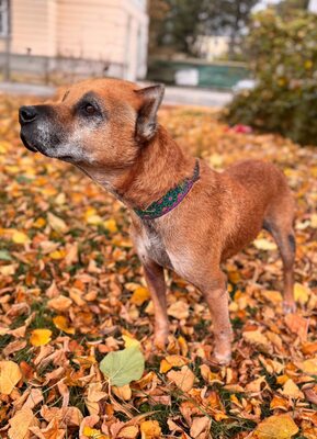 Elmo , ein toller Senior sucht seine Seniorenresidenz, Mischling - Rüde