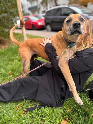 Elmo , ein toller Senior sucht seine Seniorenresidenz, Mischling - Rüde