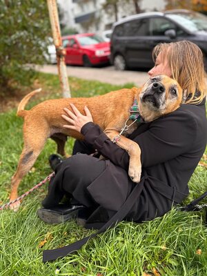 Elmo , ein toller Senior sucht seine Seniorenresidenz, Mischling - Rüde