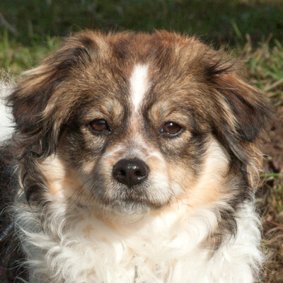Elodie, Spaniel-Mix - Hündin