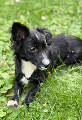 Eloise, Mischling - Hündin