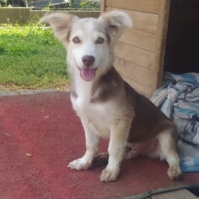 Elon / Reserviert, Mischling Welpen - Rüde