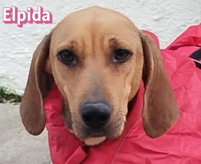 Elpida