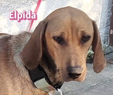 Elpida, Bracke - Hündin