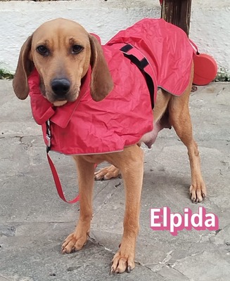 Elpida, Bracke - Hündin