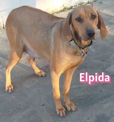 Elpida, Bracke - Hündin