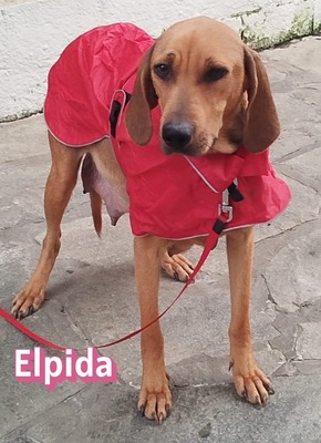 Elpida, Bracke - Hündin