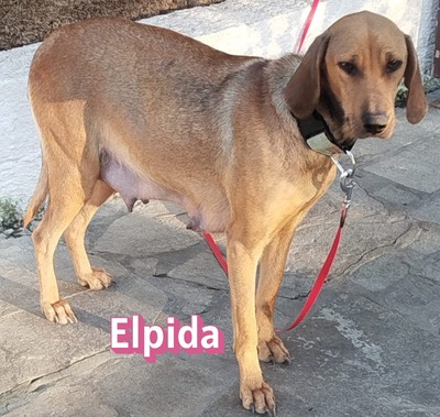 Elpida, Bracke - Hündin