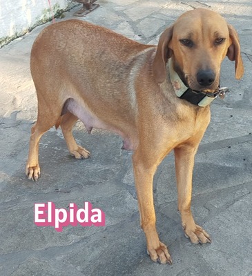 Elpida, Bracke - Hündin