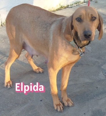 Elpida, Bracke - Hündin