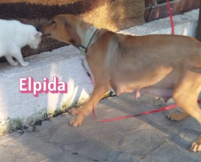 Elpida, Bracke - Hündin