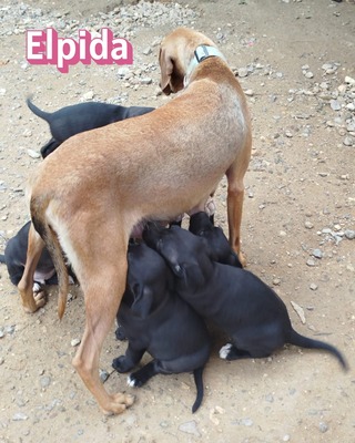 Elpida, Bracke - Hündin