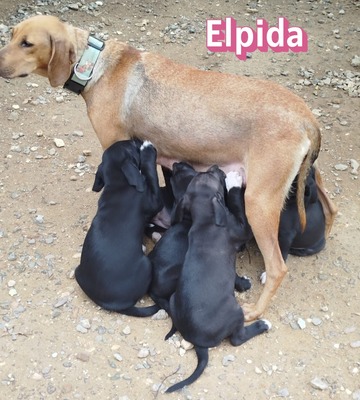 Elpida, Bracke - Hündin