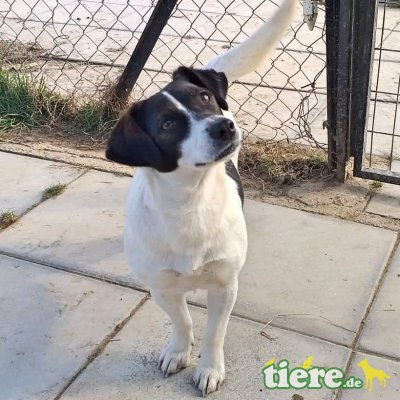 Elsa, Mischling - Hündin