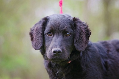 Elsa, Mischling Welpen - Hündin
