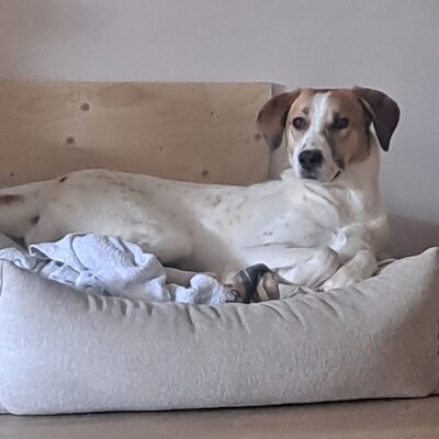 Elsa, Mischlinge - Hündin