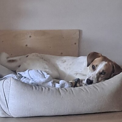 Elsa, Mischlinge - Hündin