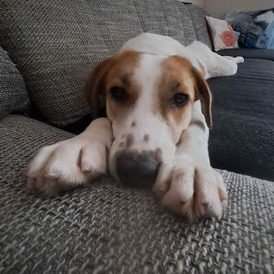 Elsa, Mischlinge - Hündin