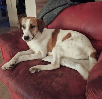 Elsa, Mischlinge - Hündin