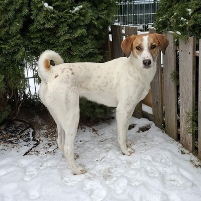 Elsa, Mischlinge - Hündin