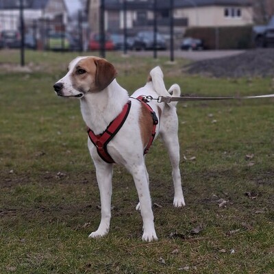 Elsa, Mischlinge - Hündin