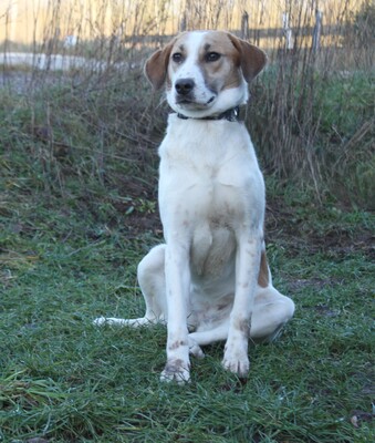 Elsa, Mischlinge - Hündin