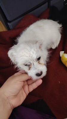 Elsa ist eine kleine, süße Zuckermaus