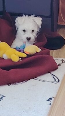 Elsa ist eine kleine, süße Zuckermaus, Mischling Welpen - Hündin