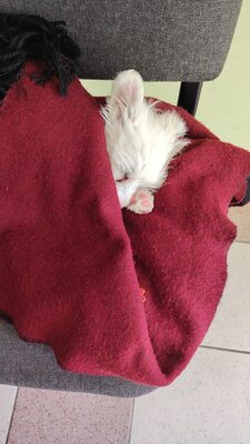 Elsa ist eine kleine, süße Zuckermaus, Mischling Welpen - Hündin