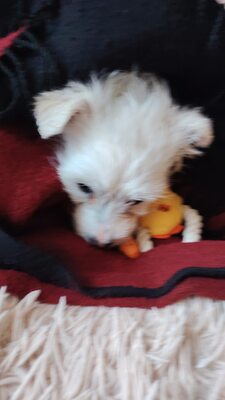 Elsa ist eine kleine, süße Zuckermaus, Mischling Welpen - Hündin