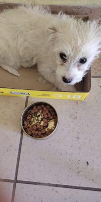 Elsa ist eine kleine, süße Zuckermaus, Mischling Welpen - Hündin