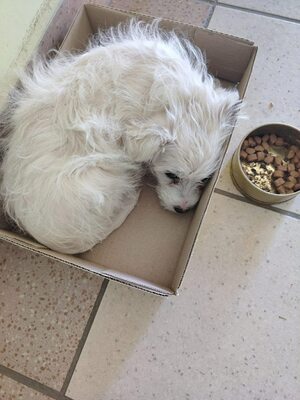 Elsa ist eine kleine, süße Zuckermaus, Mischling Welpen - Hündin