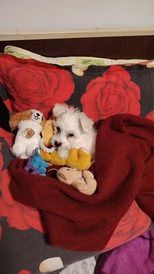 Elsa ist eine kleine, süße Zuckermaus, Mischling Welpen - Hündin