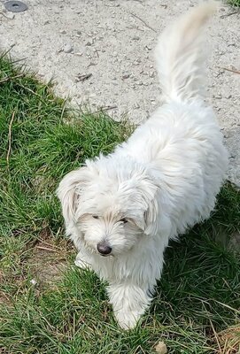 Else, Bichon Frisé / Malteser - Mix - Hündin