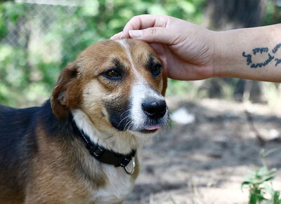 Elton - Fröhlicher Rüde, ca. 1 Jahr/6kg/28cm, Mischling - Rüde