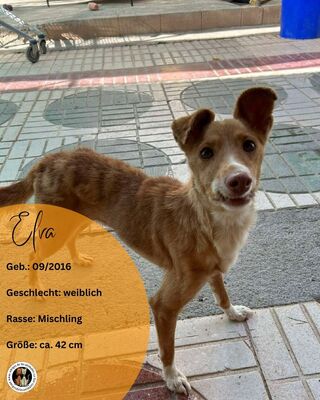 Elva