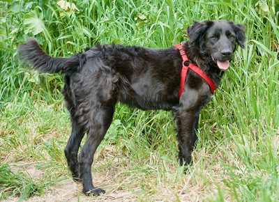 Elvira - Aufgeschlossenes Hundemädchen, ca. 1 Jahr/42cm/18kg, Mischling - Hündin