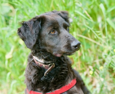 Elvira - Aufgeschlossenes Hundemädchen, ca. 1 Jahr/42cm/18kg, Mischling - Hündin