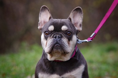 Elvira, Franz. Bulldogge - Hündin