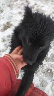 Elvis, Mischling - Rüde