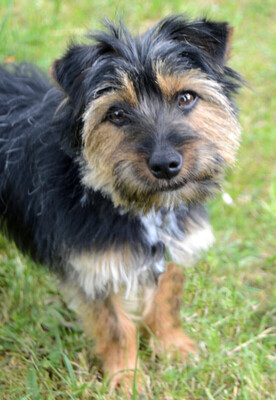 Elza, Yorki-Mix - Hündin