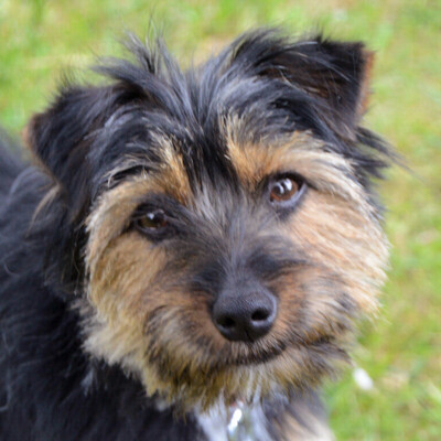 Elza, Yorki-Mix - Hündin